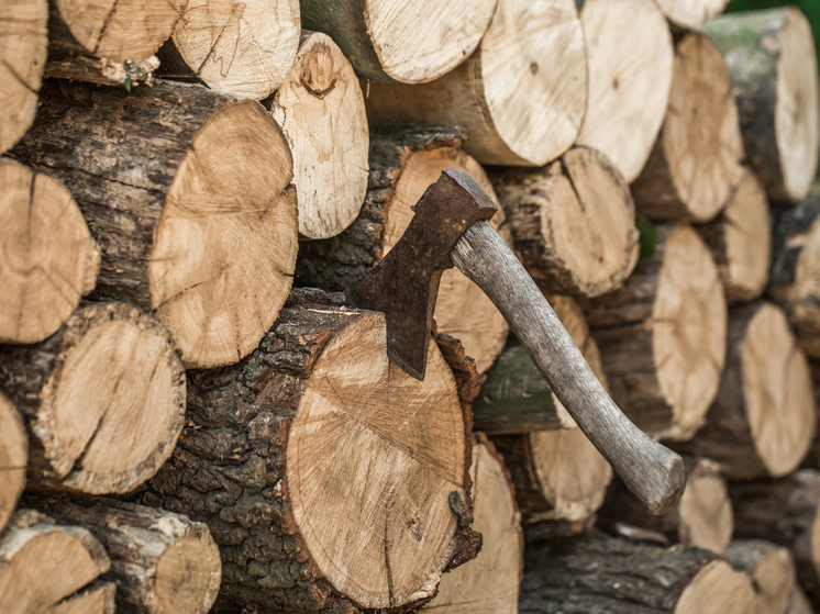 Полиция Томска ищет лиц, спиливших деревья на 6 миллионов рублей