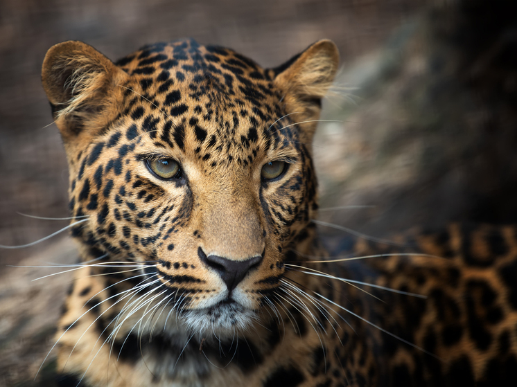 Пятнистого хищника заметили в Приморском крае