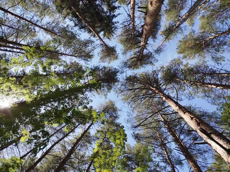 В минлеса Хакасии назвали самый полыхающий район республики