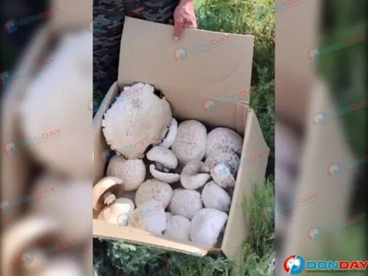 В Ростовской области грибник нашел поляну с шампиньонами-монстрами