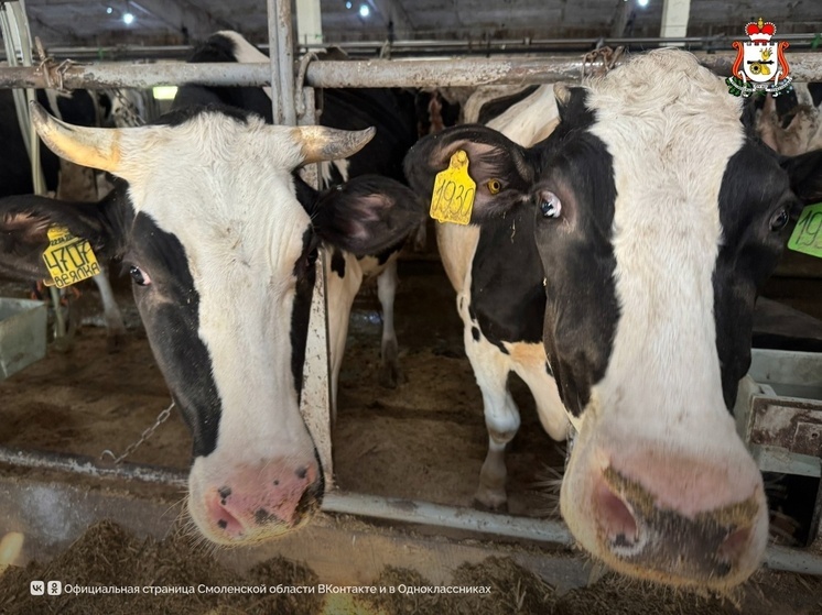 Надои молока на Смоленщине выросли за год почти на четверть