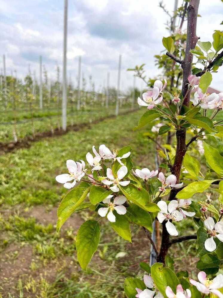 В трёх ЛПХ Минераловодского округа заложили суперинтенсивные сады