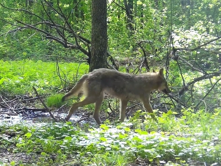 В "Калужских засеках" волчья семья попала в фотоловушку