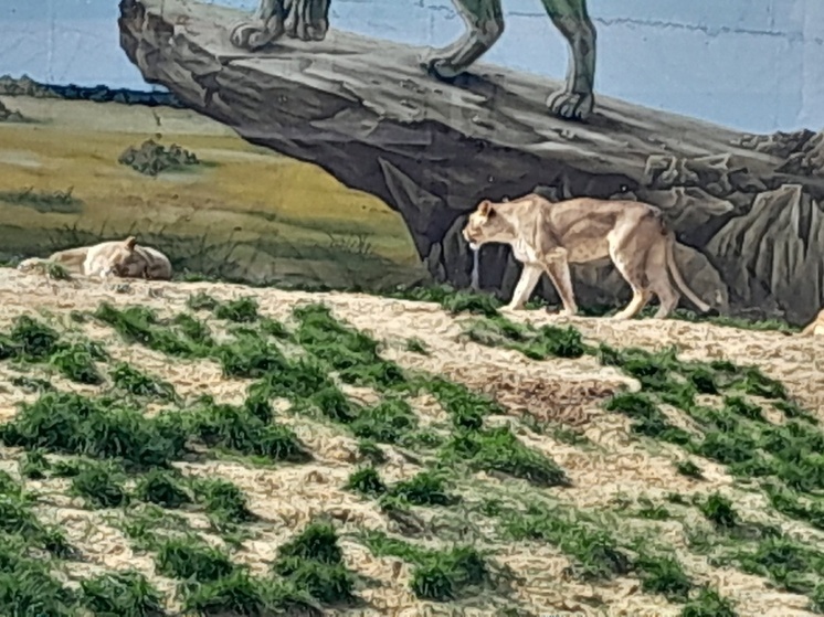 В калужском экопарке кошка погибла в вольере со львами