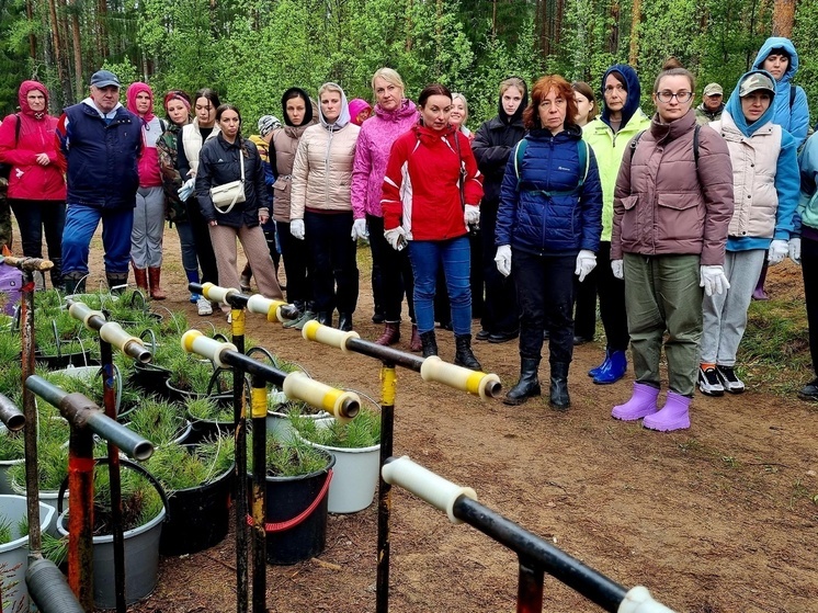 Жители Гатчинского округа хорошо потрудились и высадили 4400 саженцев сосны
