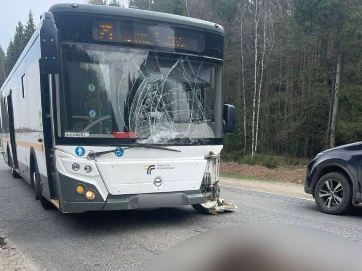 Свыше 90 животных погибло на подмосковных трассах с начала года