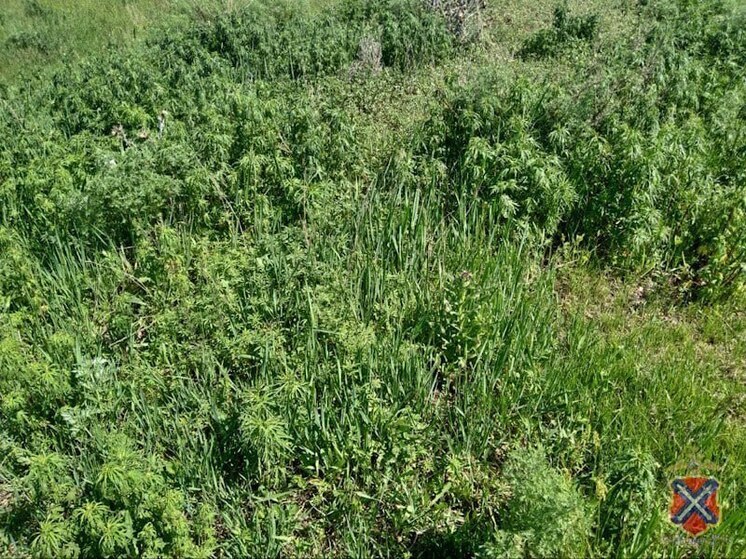 Волгоградские полицейские ведут борьбу с дикорастущей коноплей