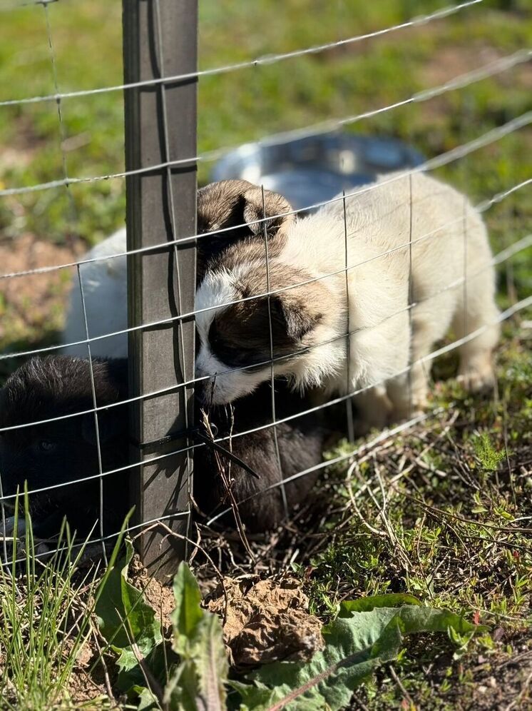 В Башкирии обсудят ответственное обращение с животными