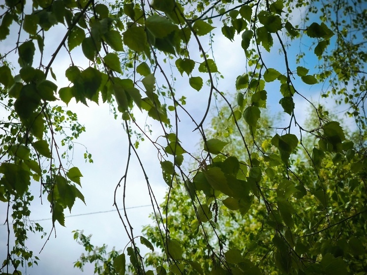 Томичам обещают ветреную погоду и небольшое похолодание