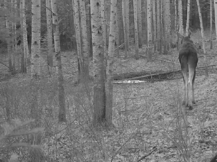 Хакасские лоси быстро бегают, высоко прыгают и отлично плавают