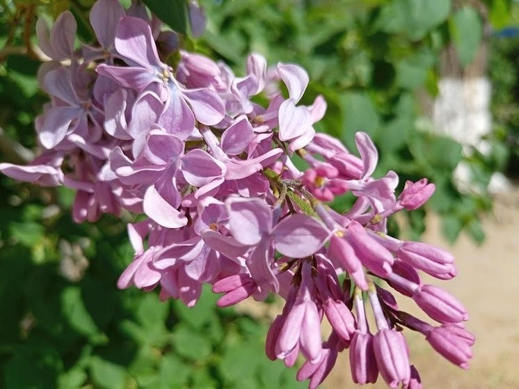 В Астраханской области 25 мая ожидается ветер и температура воздуха до +29