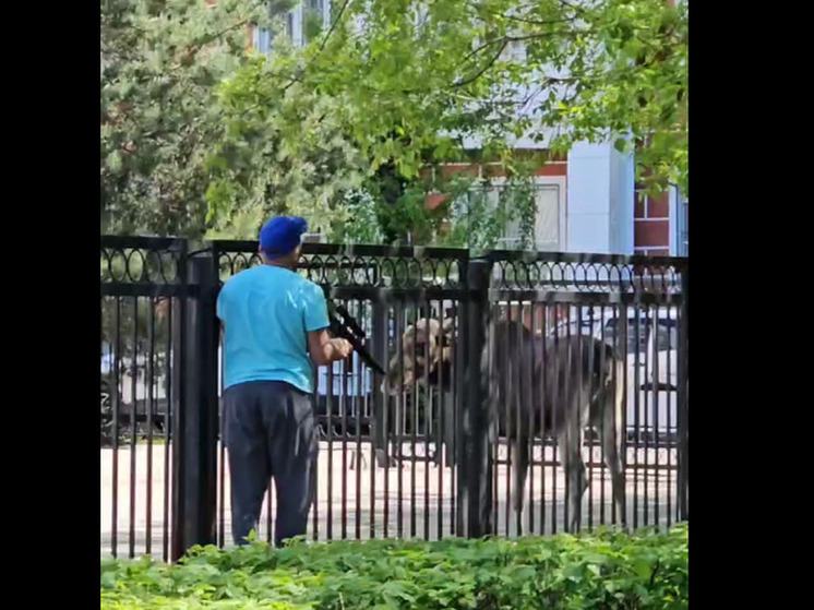 В Рыбинске лось зашел в городской суд
