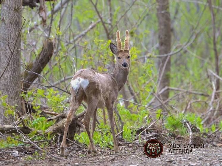 В парке Приморья камеры засняли любопытную косулю