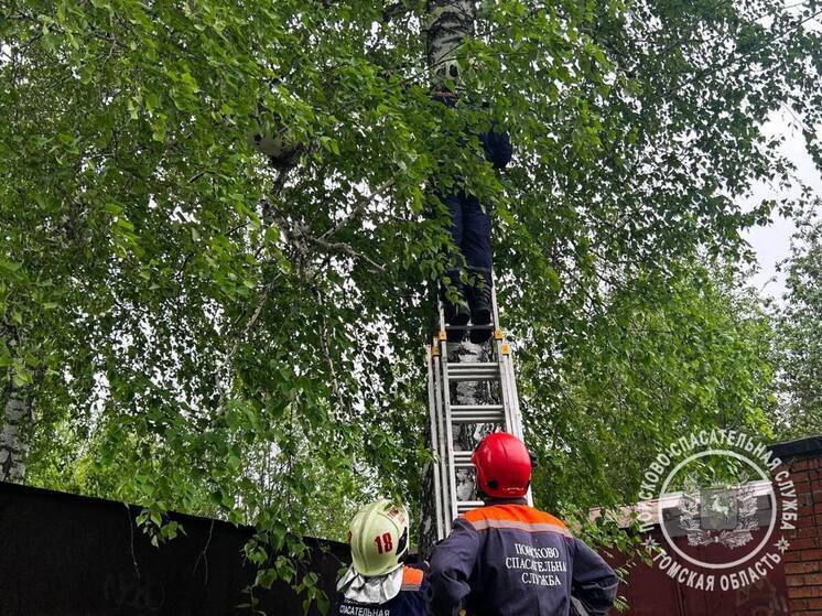 Томские спасатели сняли с дерева кота