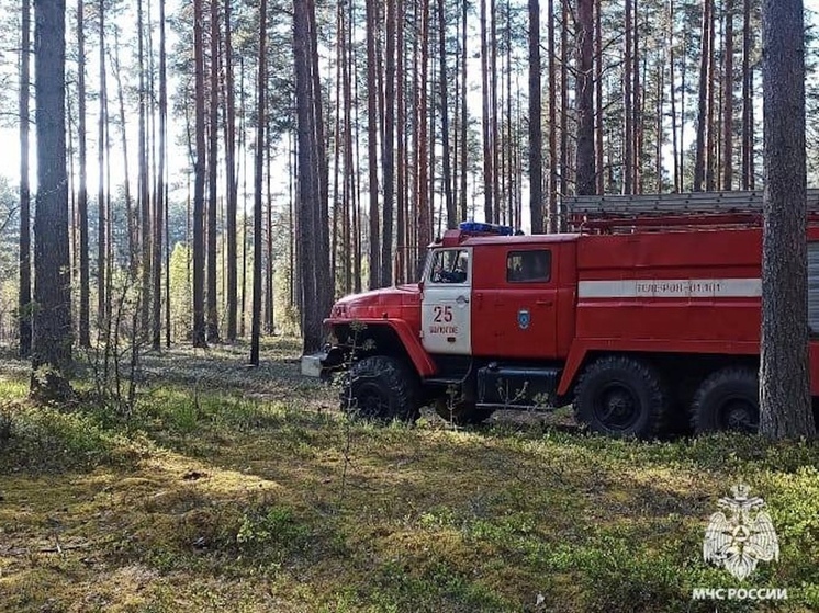 В Тверской области загорелась лесная подстилка