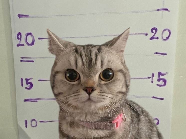 За нападение на полицейских арестовали кошку