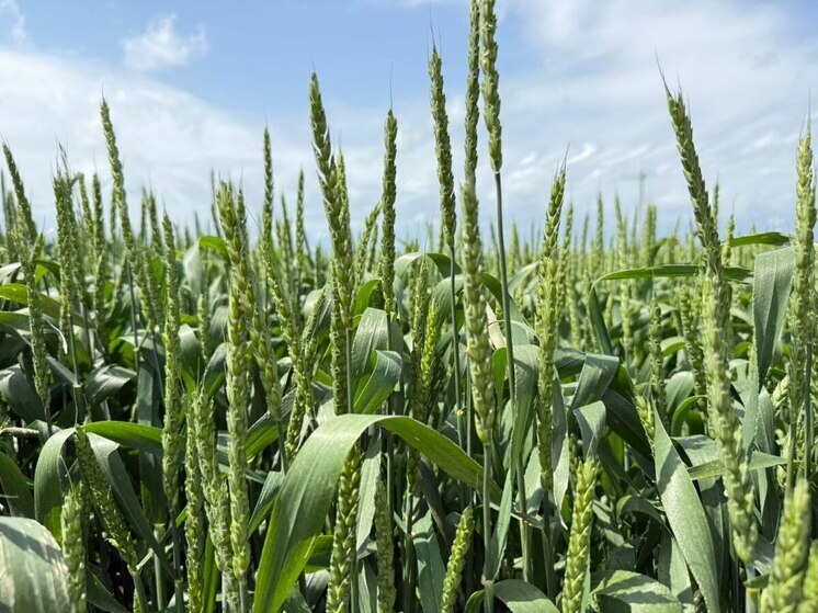 АПК: поддержка будет продолжена