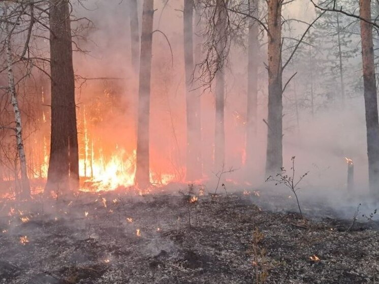 В Красноярском крае ликвидировали 15 очагов возгорания лесов за сутки