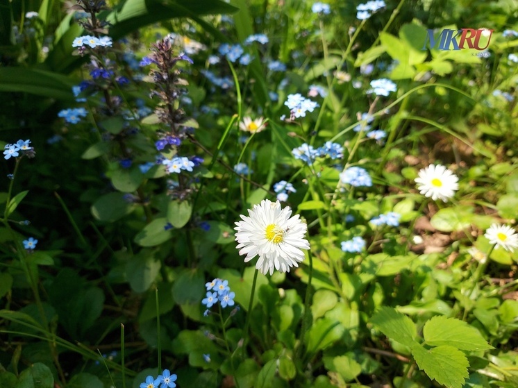 Калужанам пообещали тёплый понедельник