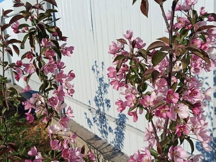 В Дубровке отметили марийский праздник цветов