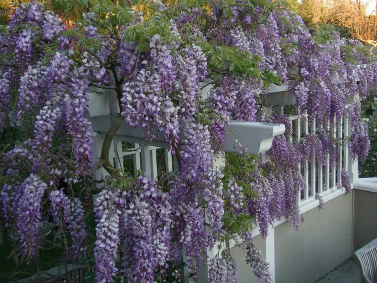 В Советске расцвела вековая глициния