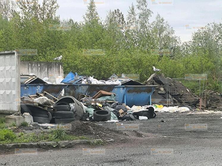 Житель Ломоносова пожаловался на огромную свалку с шинами