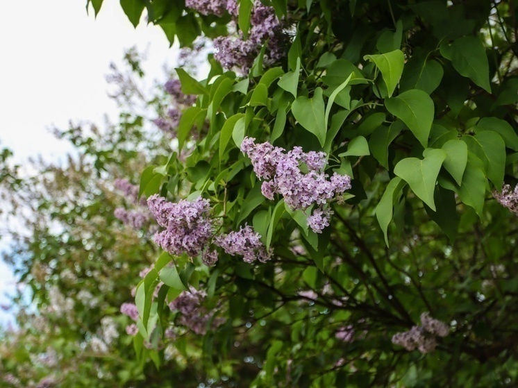 26 мая на территории Смоленской области ожидается облачная с прояснениями погода