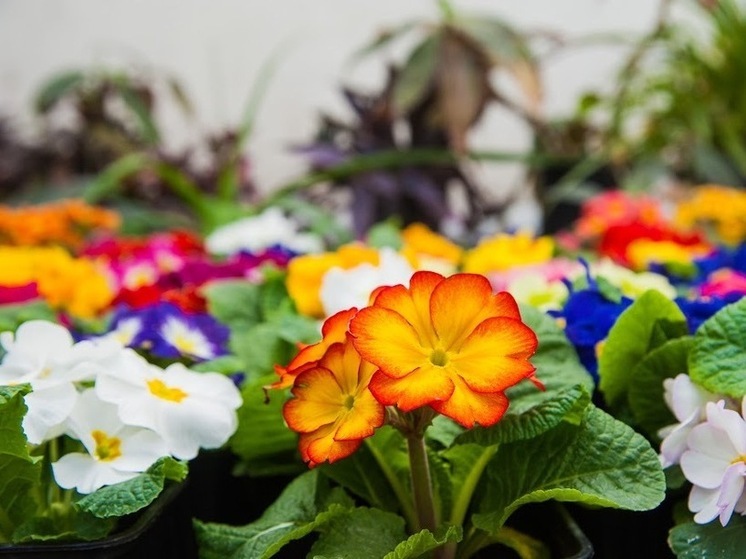 В Астраханской области 26 мая прогнозируется сухая и малооблачная погода