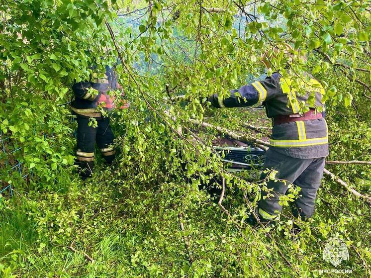 В деревне Тупиково в Тверской области на машину упало дерево