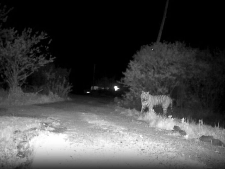 Тигры вновь выходят к людям в селах Приморского края