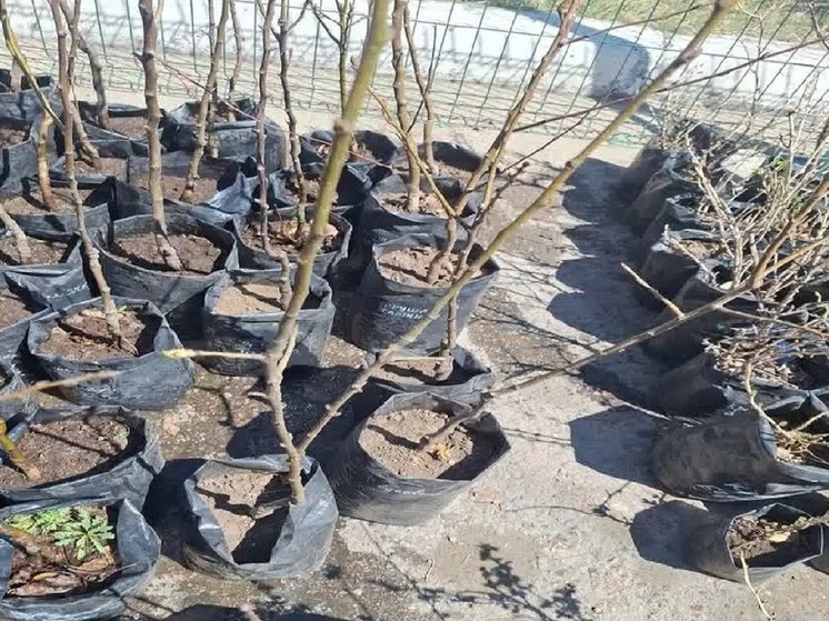 В Улан-Удэ продавались яблони и груши «из тумана» без закона