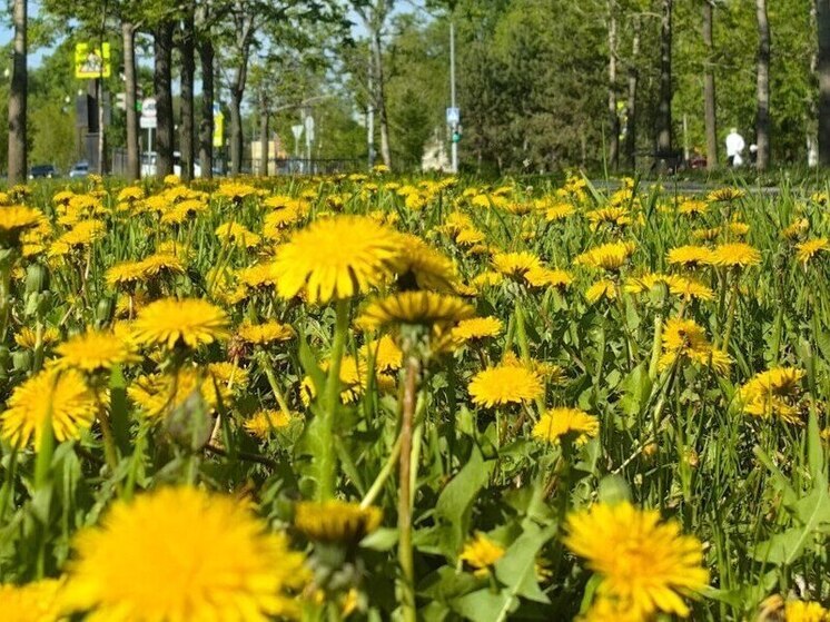 В Приморье придет 30-градусная жара, рассказали синоптики