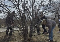 Биолог, член совета по озеленению Читы Наталья Чащина и представитель краевого отделения «Народного фронта» Евгений Черных ответили на вопросы по озеленению.