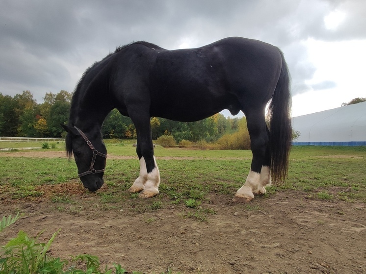 Конники Хакасии привезли победы с чемпионата и первенства Красноярска