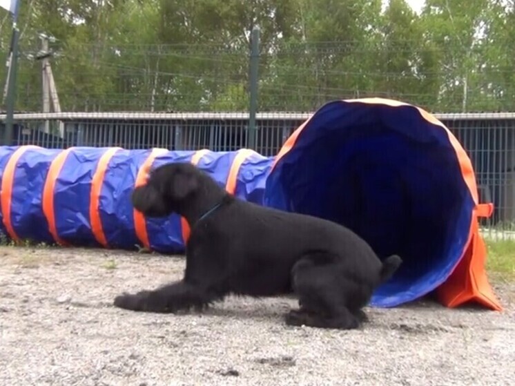 Кинологи со всего Дальнего Востока встретились на учениях в Хабаровском крае