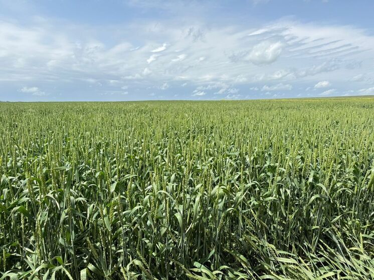 На Ставрополье испытывают новые сорта зерновых и бобовых культур отечественной селекции