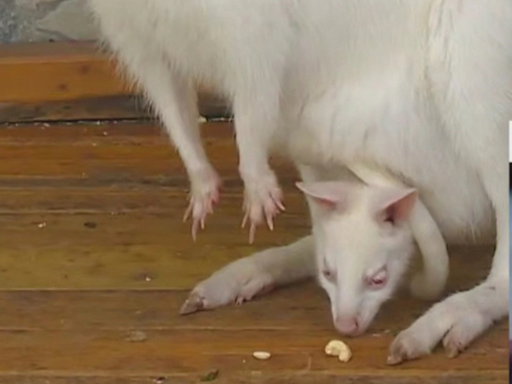 Редкий кенгуру родился в зоопарке Сочи