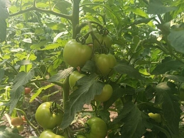 На Мелитопольщине фермер получила 200 тысяч рублей на развитие хозяйства