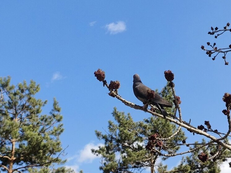 Авиация МЧС подготовилась к летнему сезону в Хабаровском крае