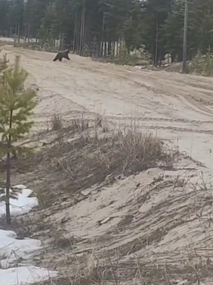 Пробежку медведя сняли на видео у Вынгапуровского