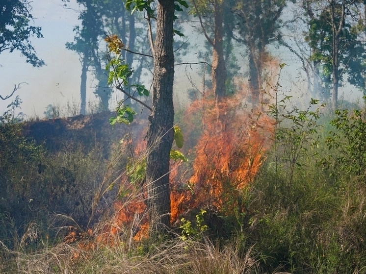 В Бакчарском районе 26 мая действует один лесной пожар