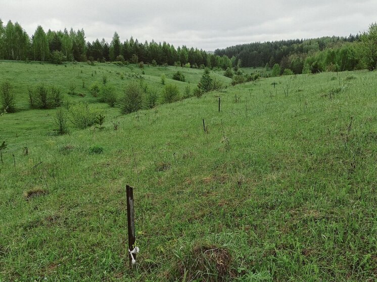 С 27 по 30 мая в Пензенской области объявлен желтый уровень погодной опасности