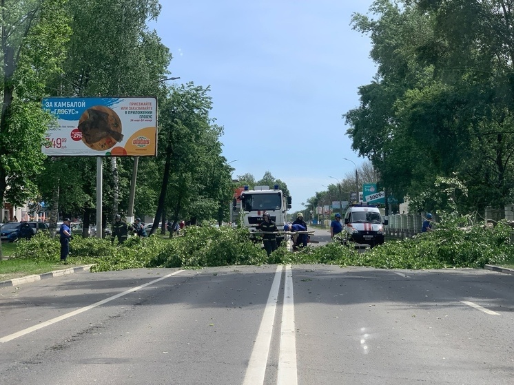 В Твери упавший на проезжую часть тополь перекрыл движение