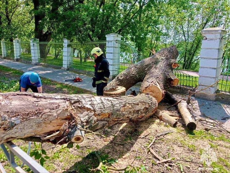 Сотрудники МЧС ликвидируют последствия непогоды в Твери, где дерево упало на дорогу
