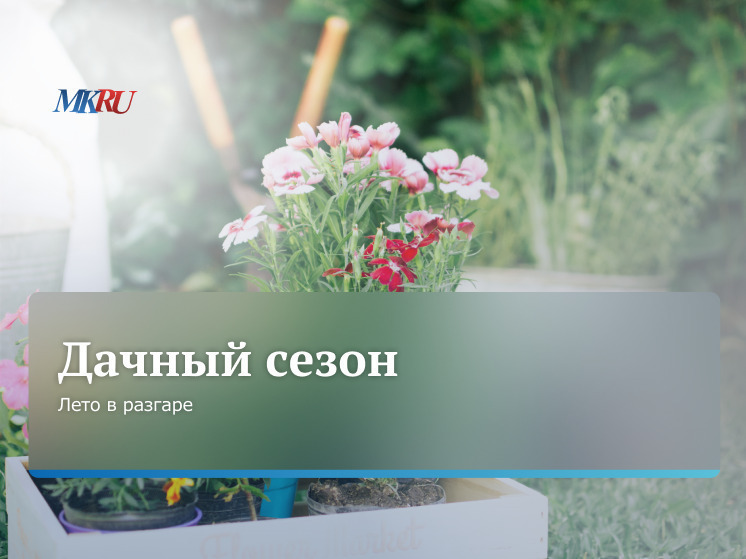 Во вторник, 27 мая, в 13:00 прошел прямой эфир в пресс-центре "МК", посвященный тому, что делать на даче летом