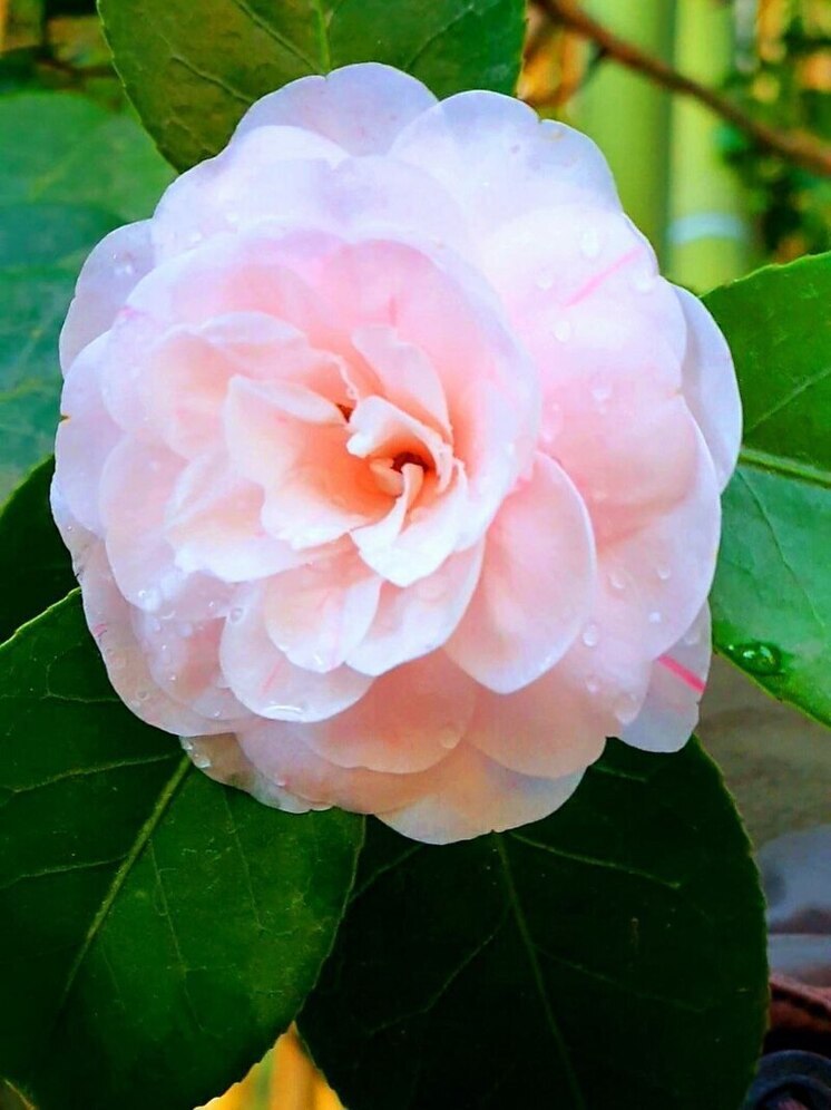 Сезон цветения дамасской розы в Сочи подходит к концу