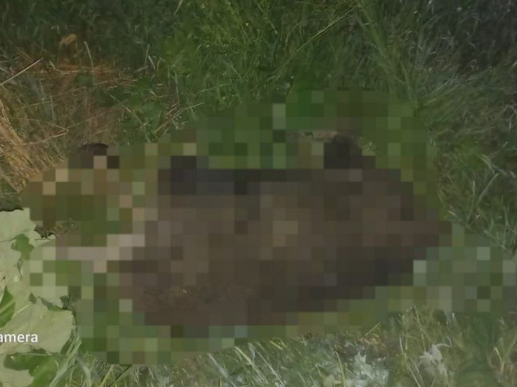 Рязанским водителям рассказали, что делать при появлении лося на дороге