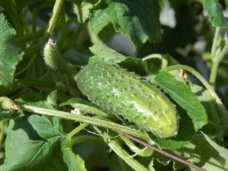 Синоптики 27 мая обещают в Смоленске пасмурную погоду