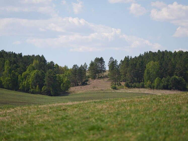 Иркутская область – среди лидеров в России по увеличению площадей защитных лесов