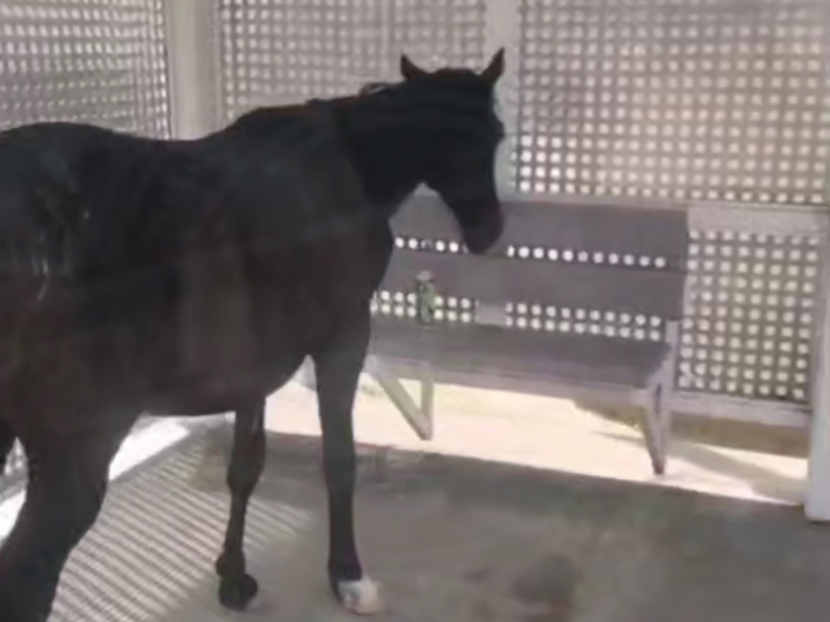 В Сочи на остановке уже второй день стоит конь